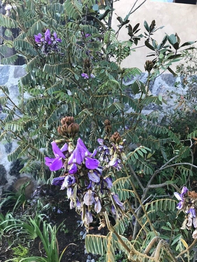 Tephrosia vogelii leaf