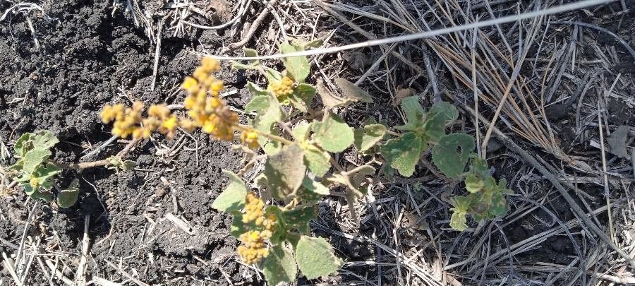 Triumfetta flavescens — houseplant care guide