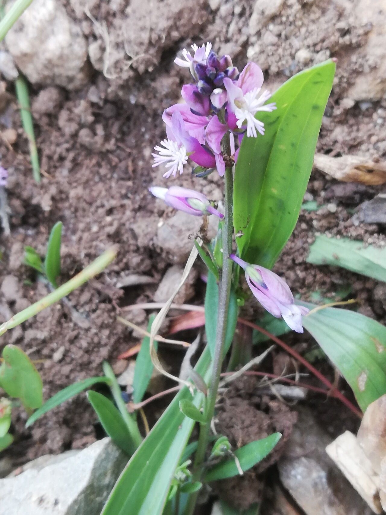 Polygala nicaeensis — search result for 'Polygala'
