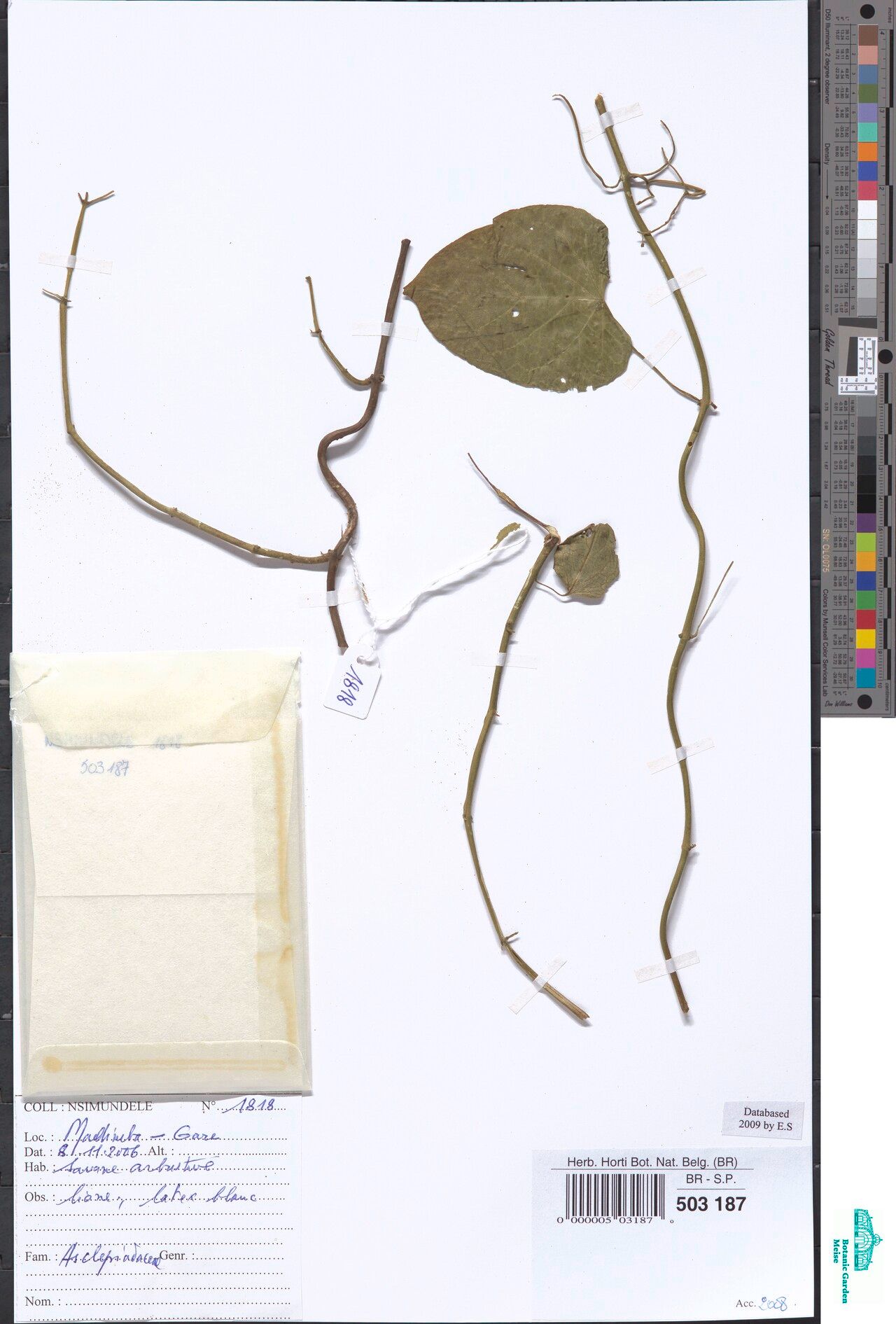 Cynanchum longipes — search result for 'Cynanchum'