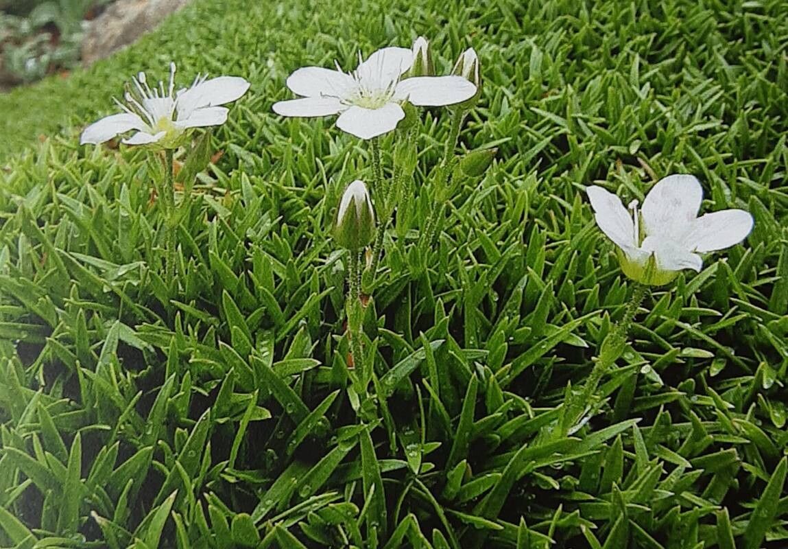 Mcneillia stellata habit