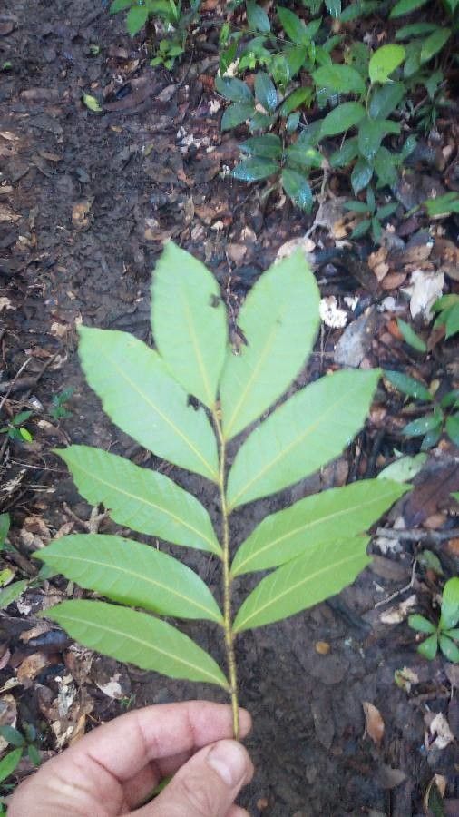 Cupania rubiginosa — houseplant care guide