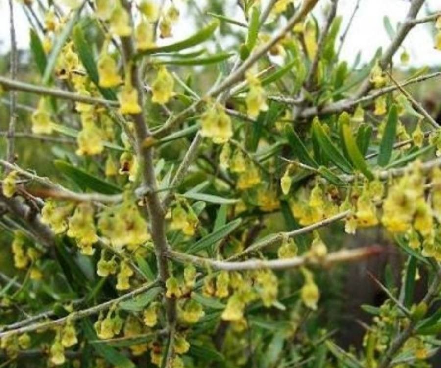 Melicytus angustifolius leaf