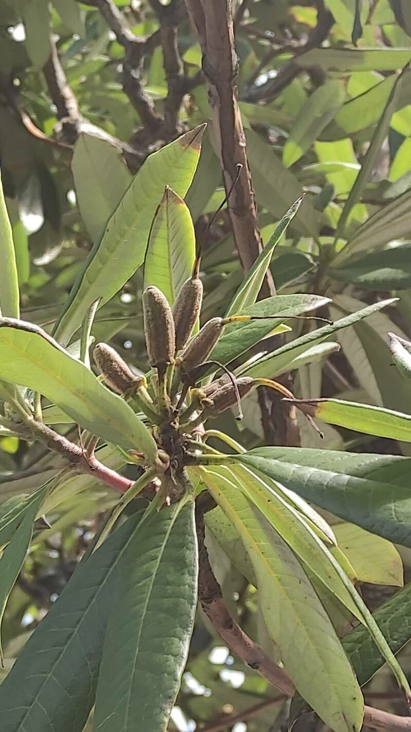 Rhododendron arboreum fruit