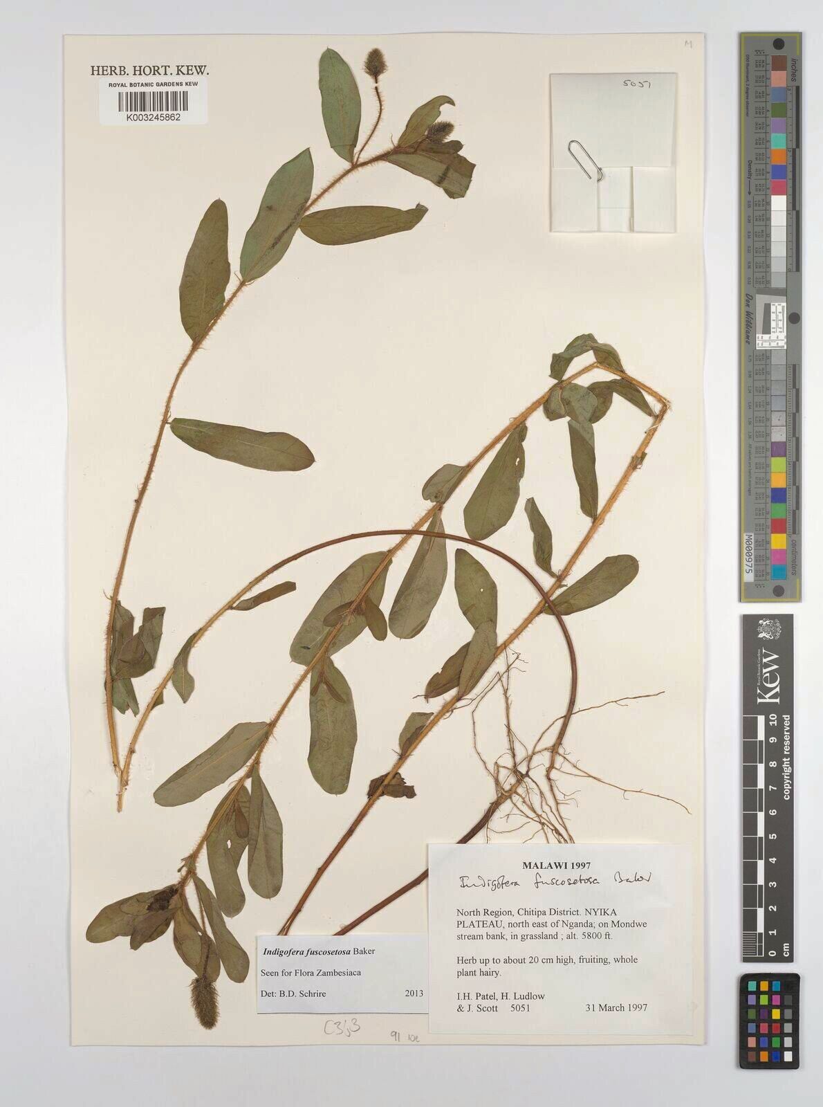 Indigofera fuscosetosa — houseplant care guide