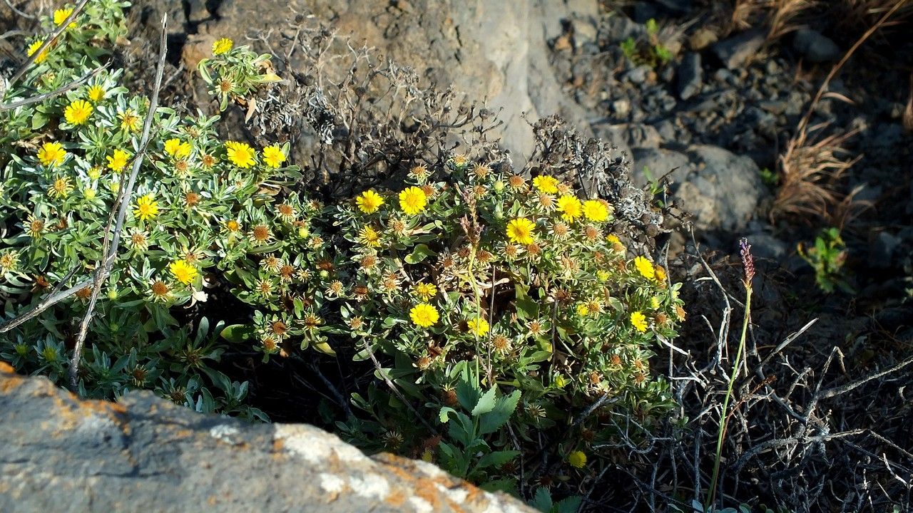 Nauplius daltonii — related species from the same genus