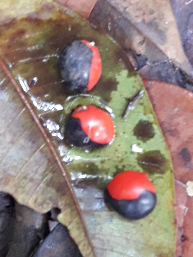 Ormosia monosperma — houseplant care guide