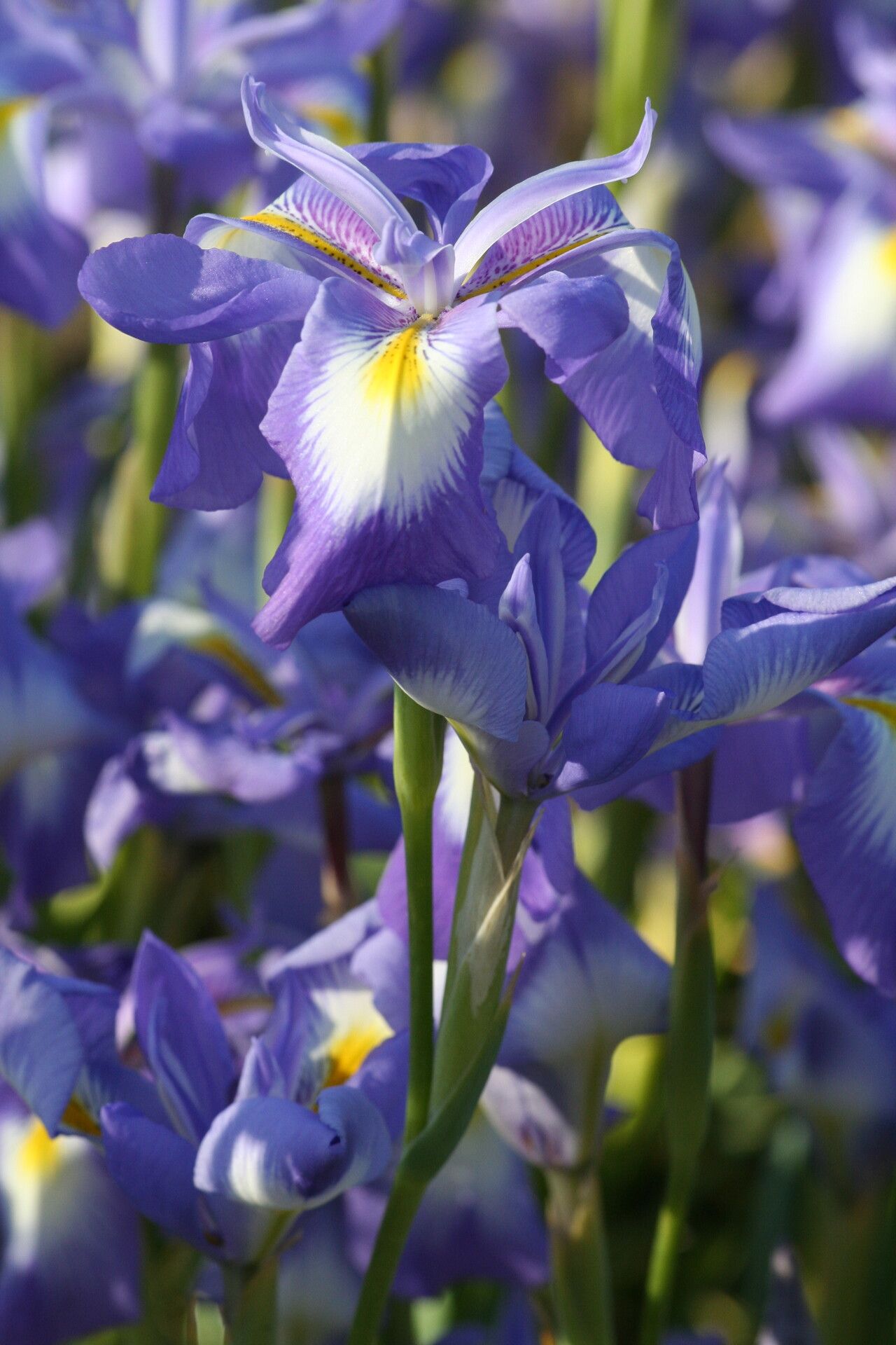 Iris cycloglossa — houseplant care guide
