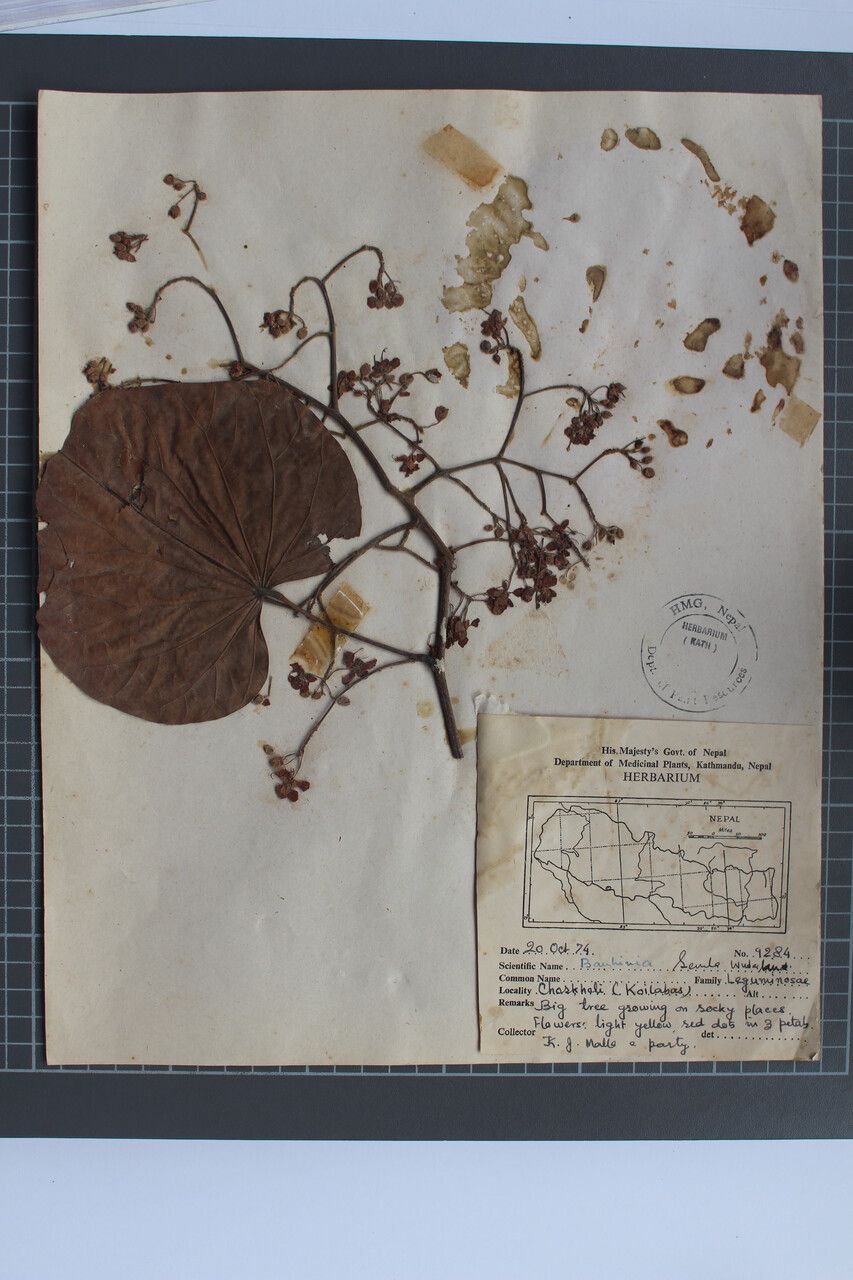 Phanera roxburghiana other