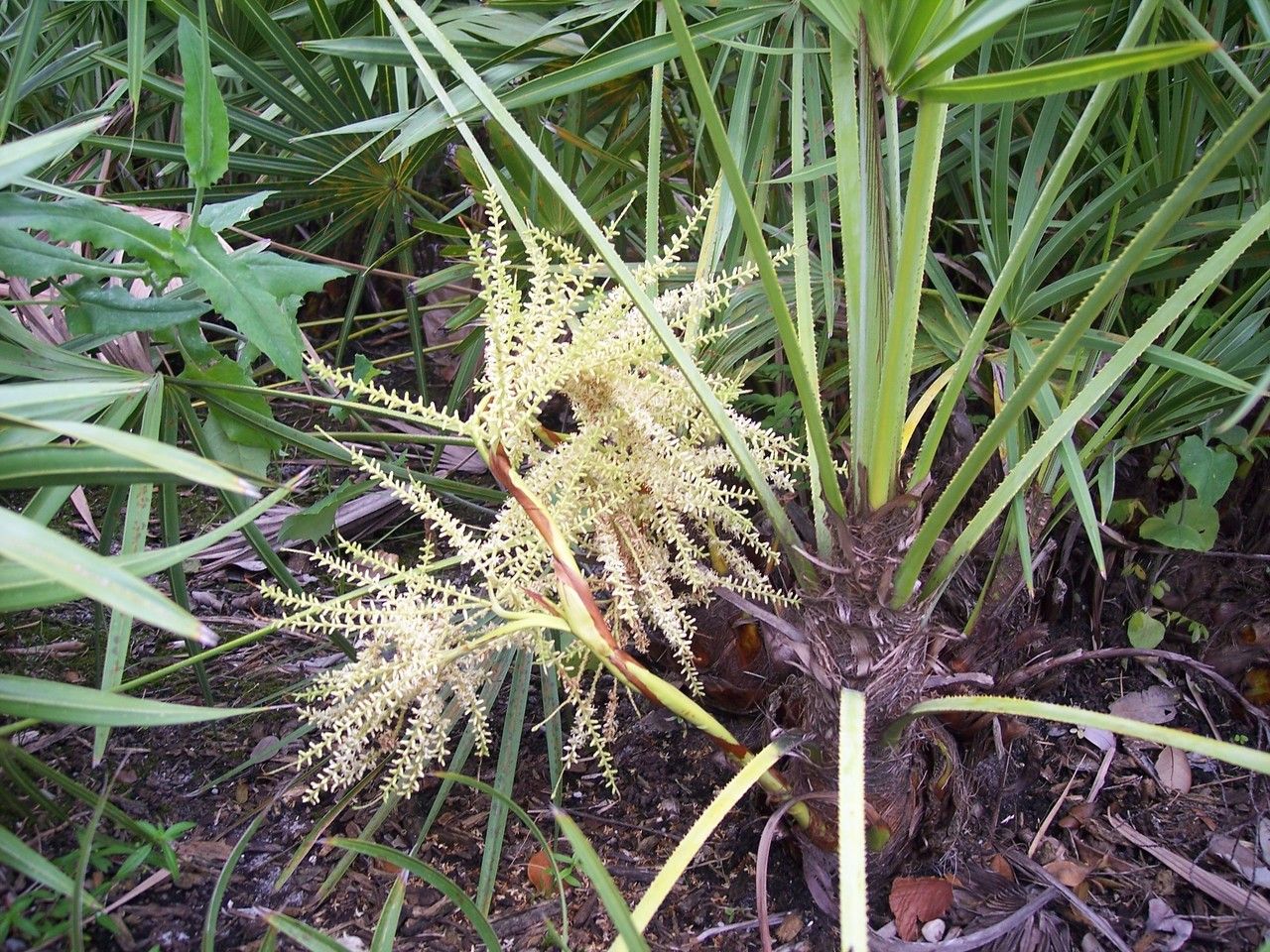 Serenoa repens flower