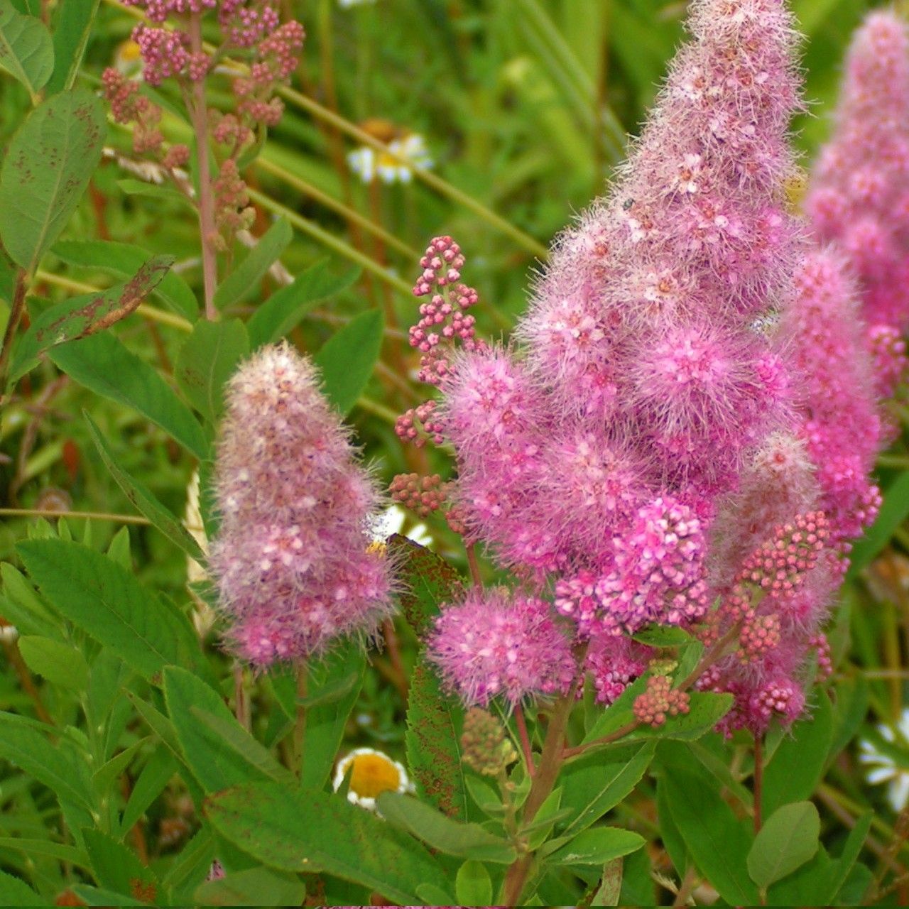 Spiraea x pseudosalicifolia habit