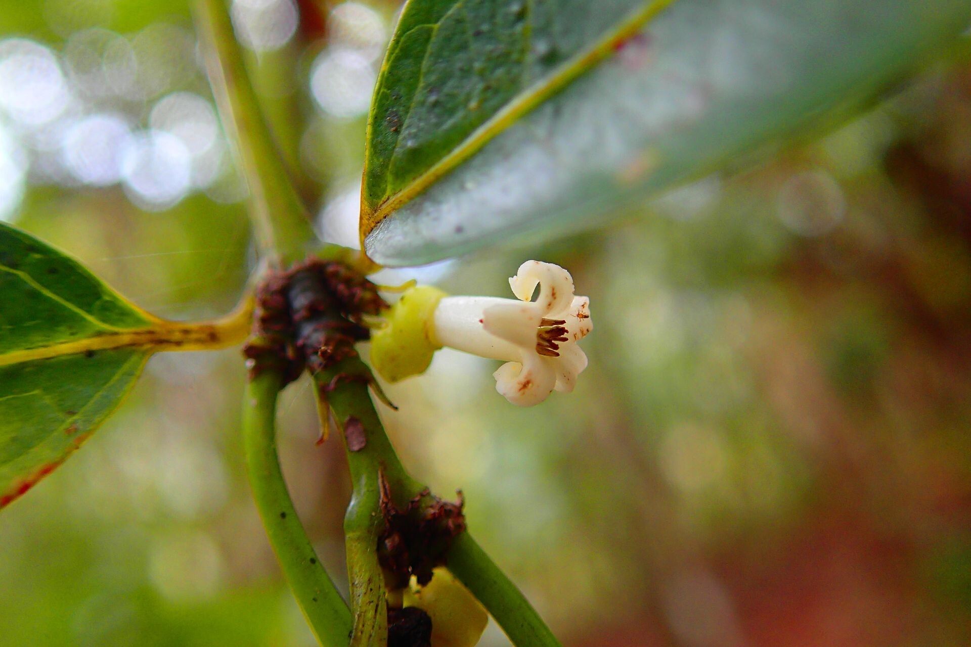 Gynochthodes montana — houseplant care guide