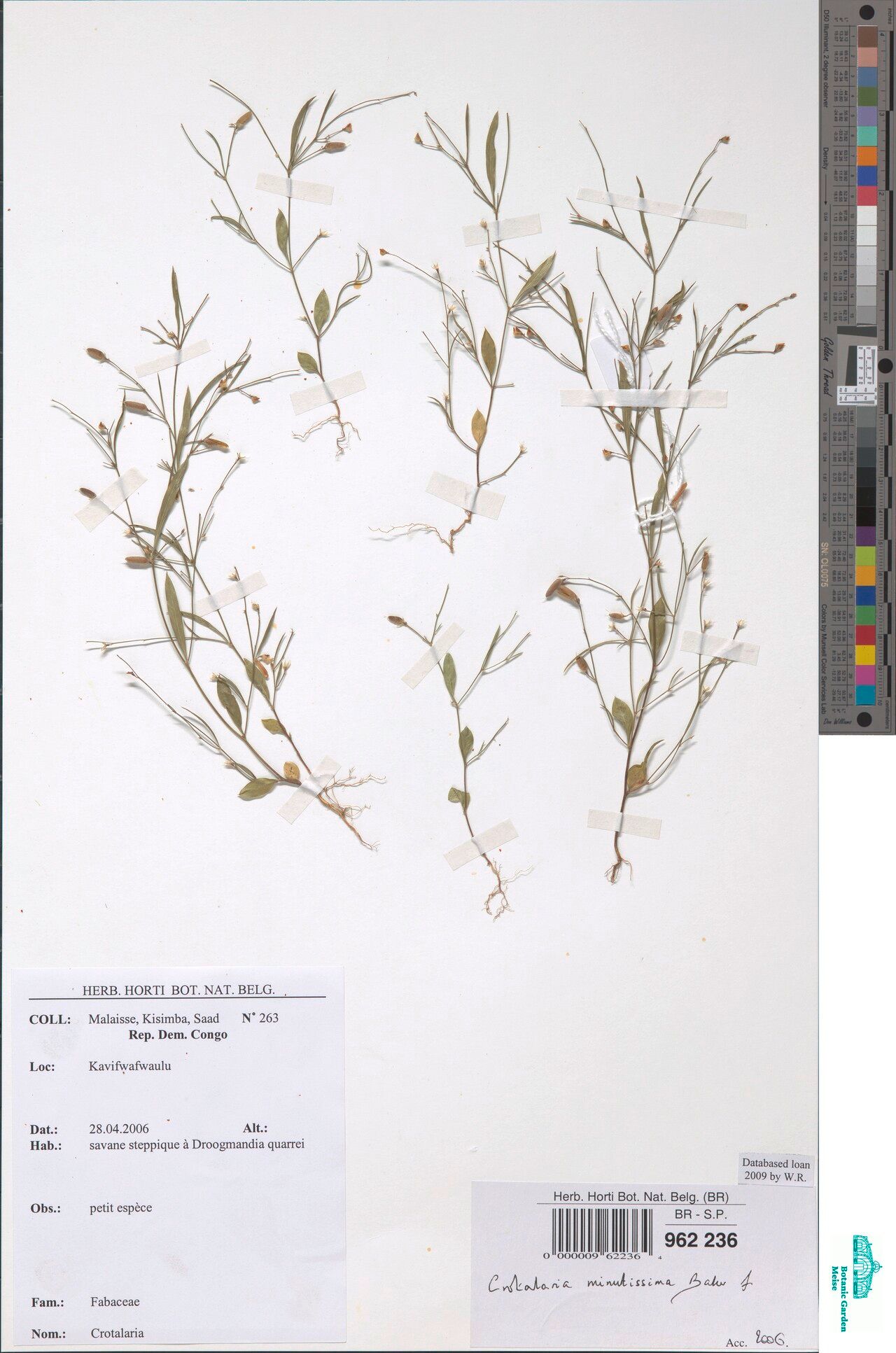 Crotalaria minutissima — houseplant care guide