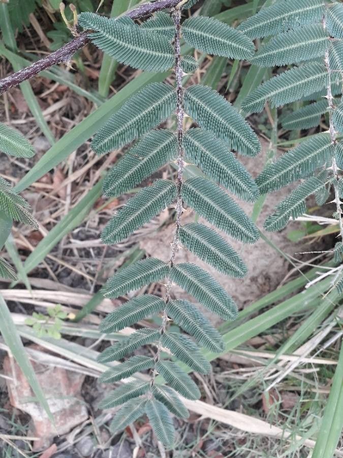 Mimosa Pigra leaf