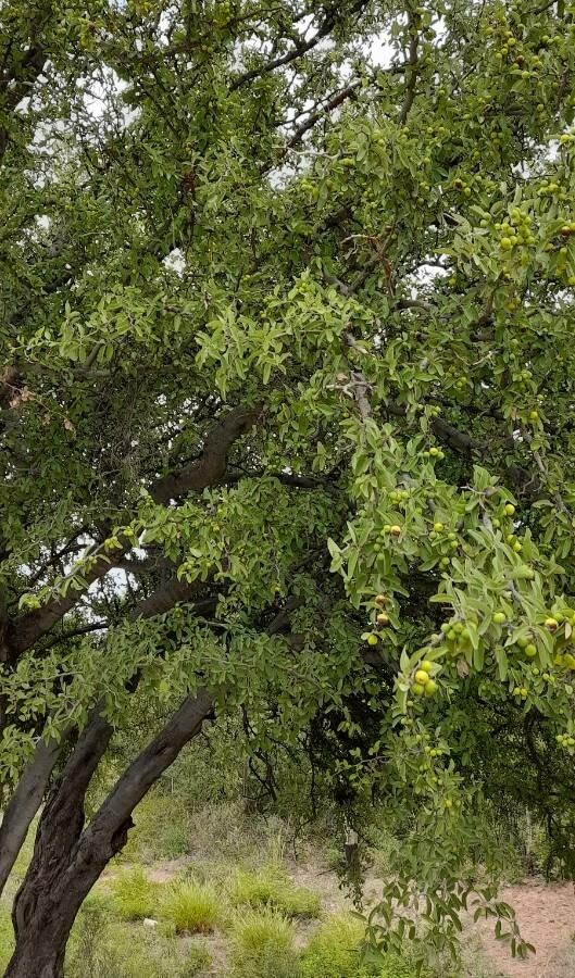 Ziziphus mistol habit