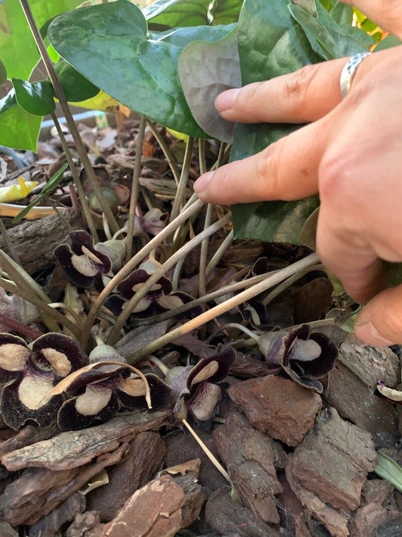 Asarum canadense flower