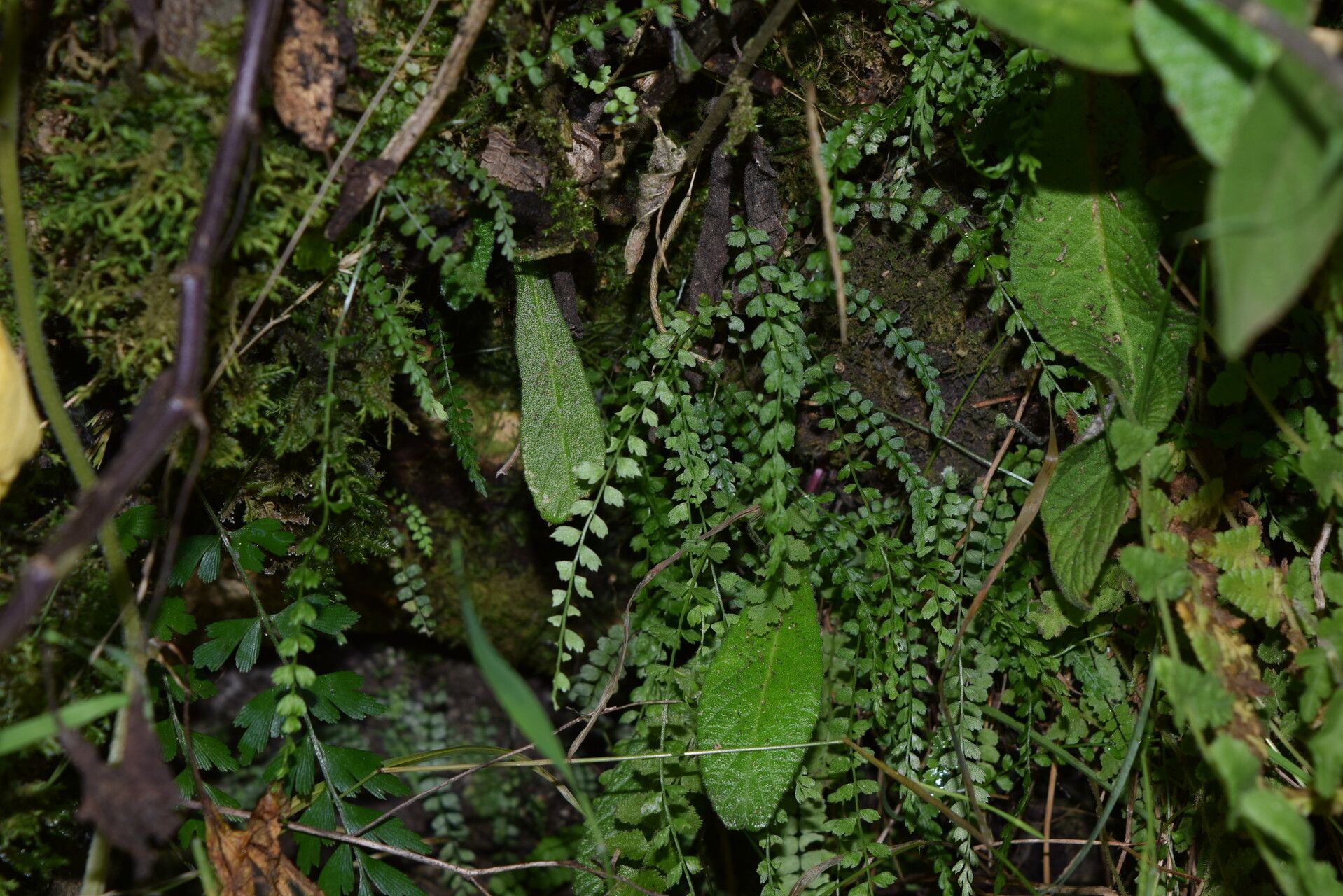 Asplenium stoloniferum habit