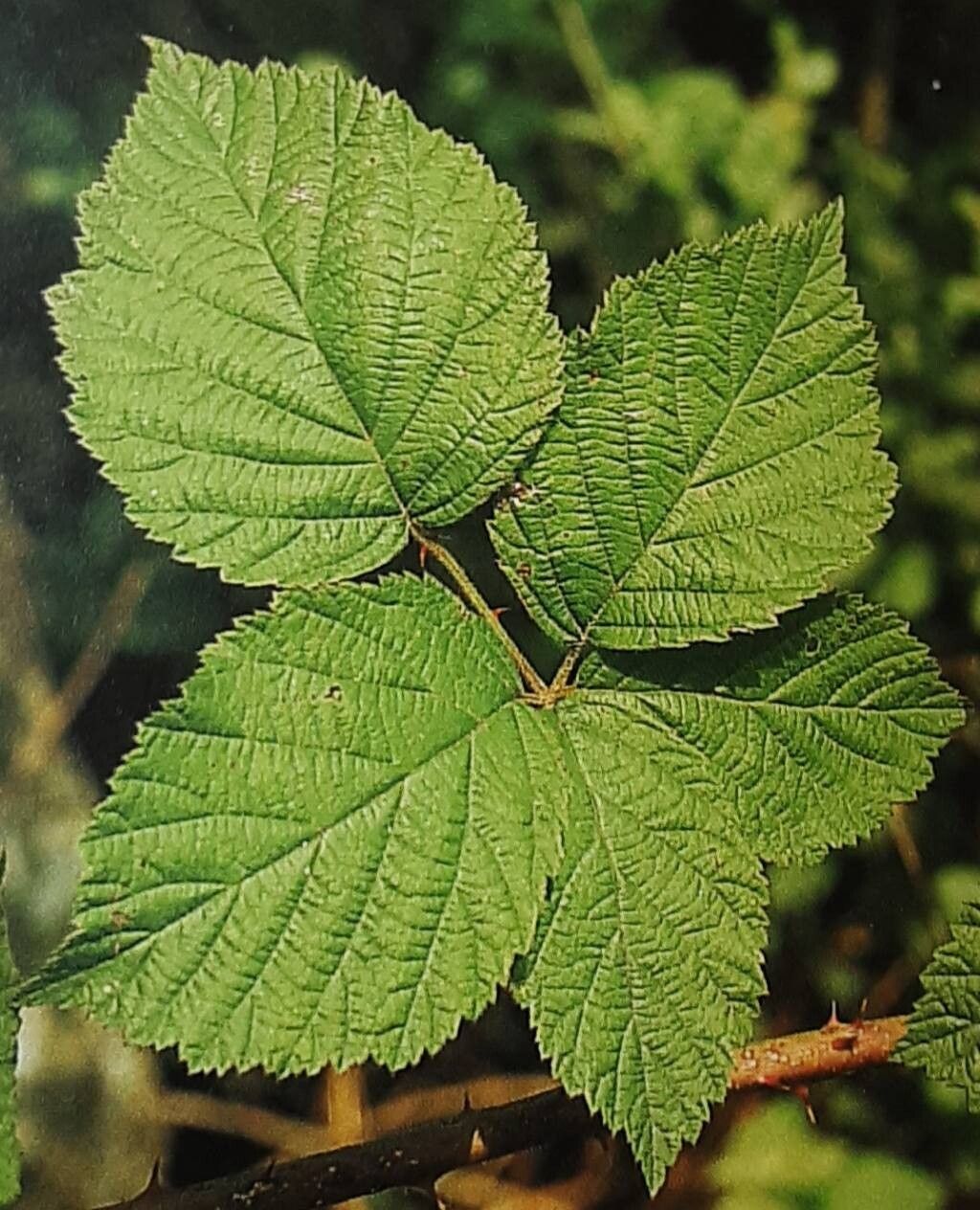 Rubus rhytidophyllus — houseplant care guide