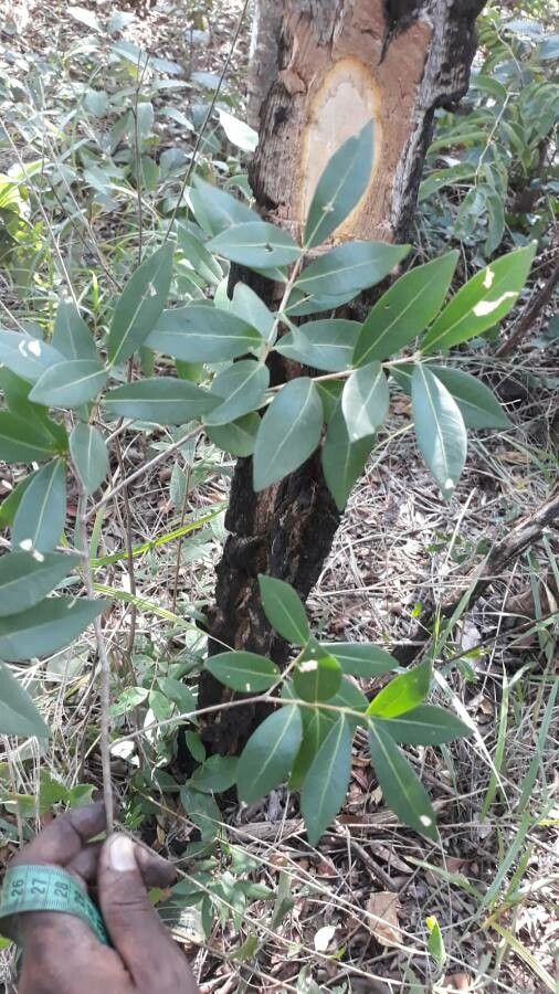 Eugenia aurata — houseplant care guide