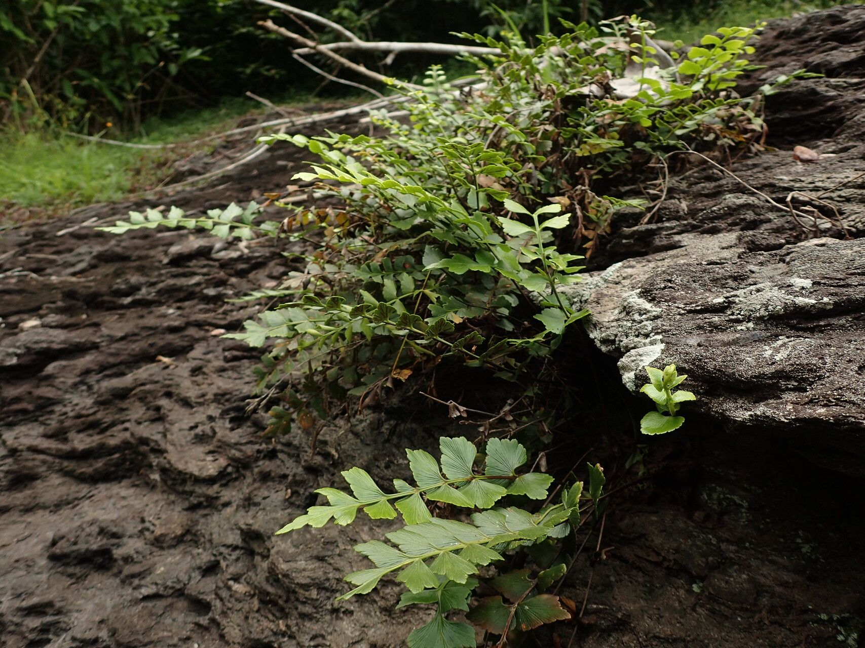 Asplenium stuhlmannii habit