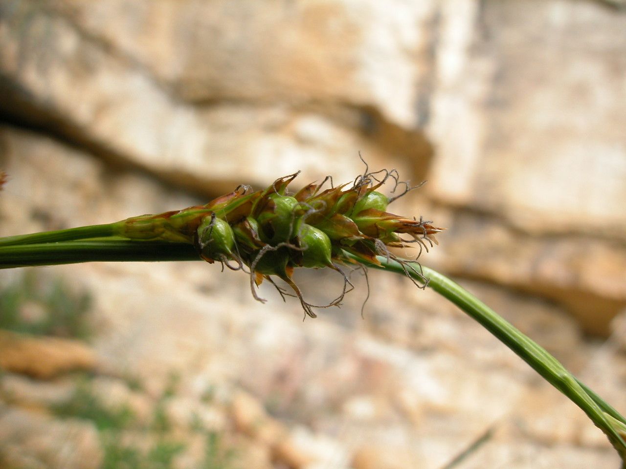 Carex brevicollis fruit