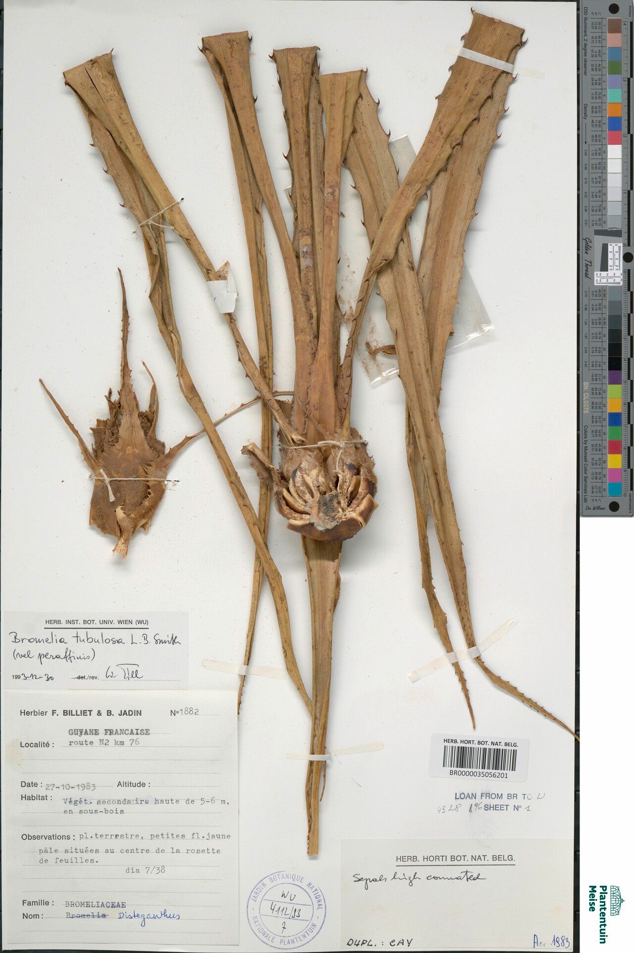 Bromelia fosteriana — related species from the same genus