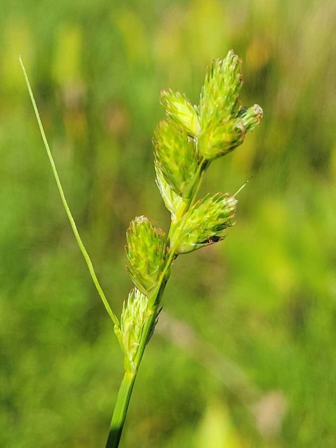 Carex longii flower