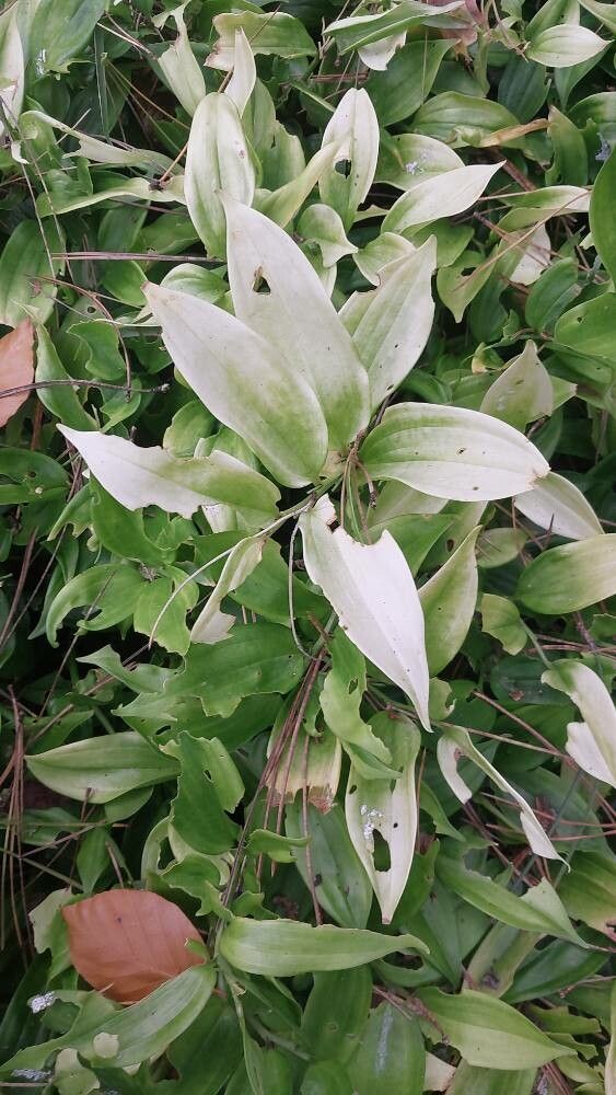 Arisaema nepenthoides — search result for 'Arnica'