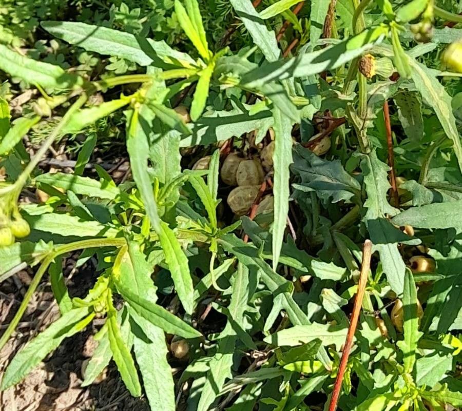 Senecio madagascariensis — search result for 'Senecio'