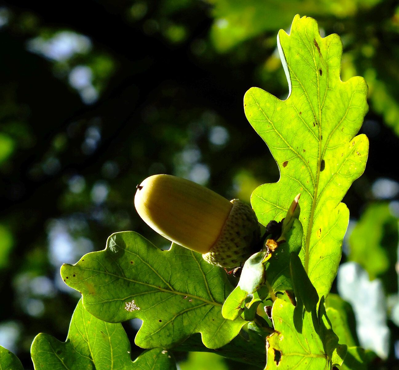 Quercus × rosacea fruit
