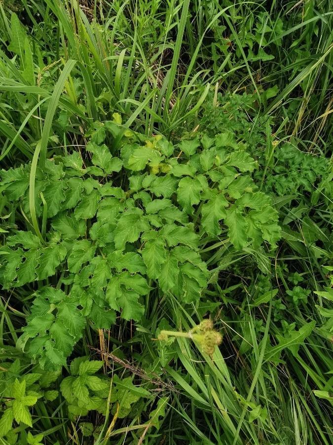 Angelica lucida