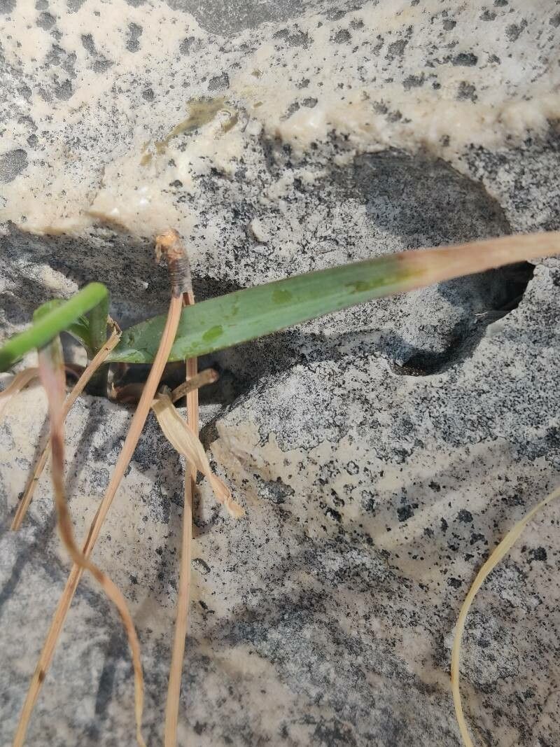 Allium acutiflorum leaf