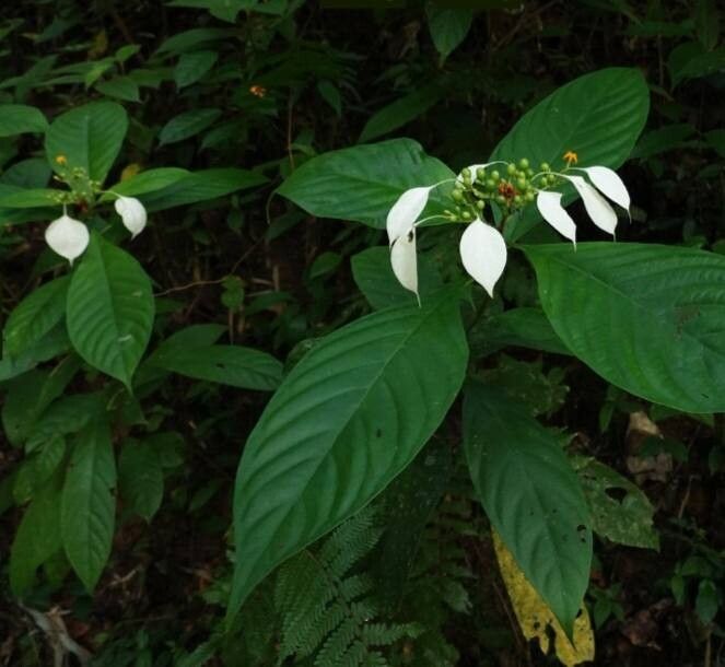 Mussaenda wallichii — search result for 'Mussaenda'