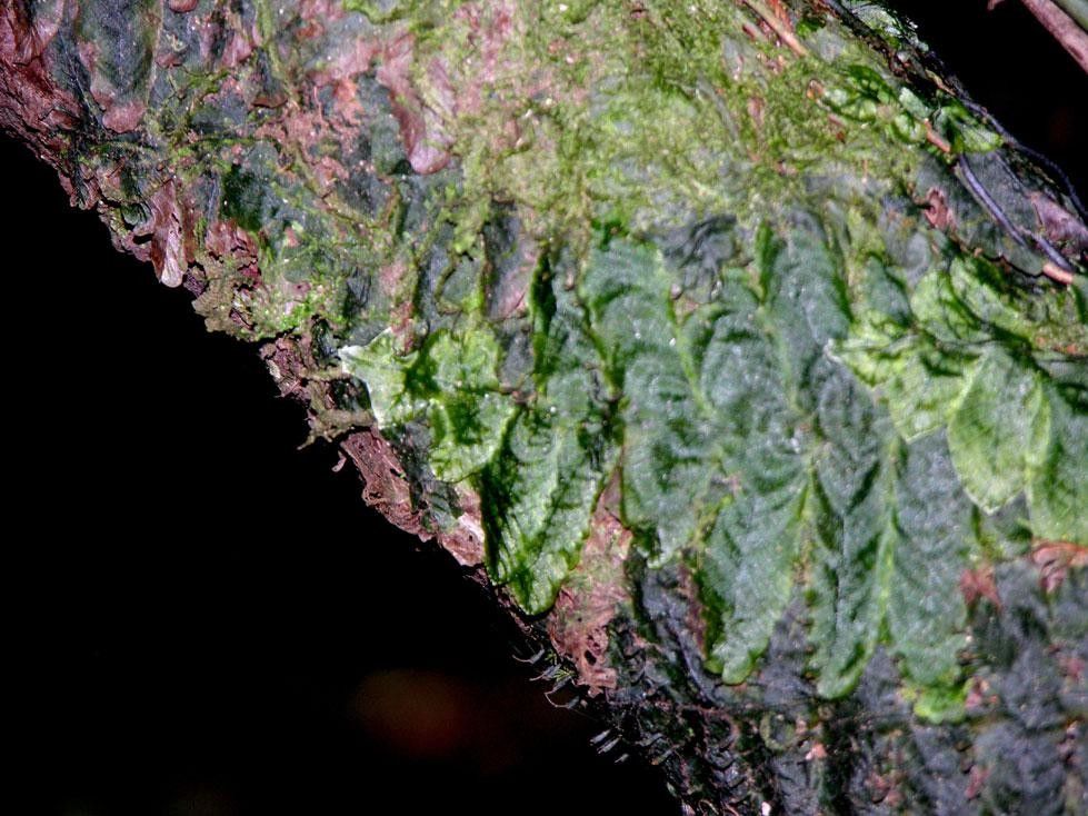 Trichomanes tuerckheimii — houseplant care guide