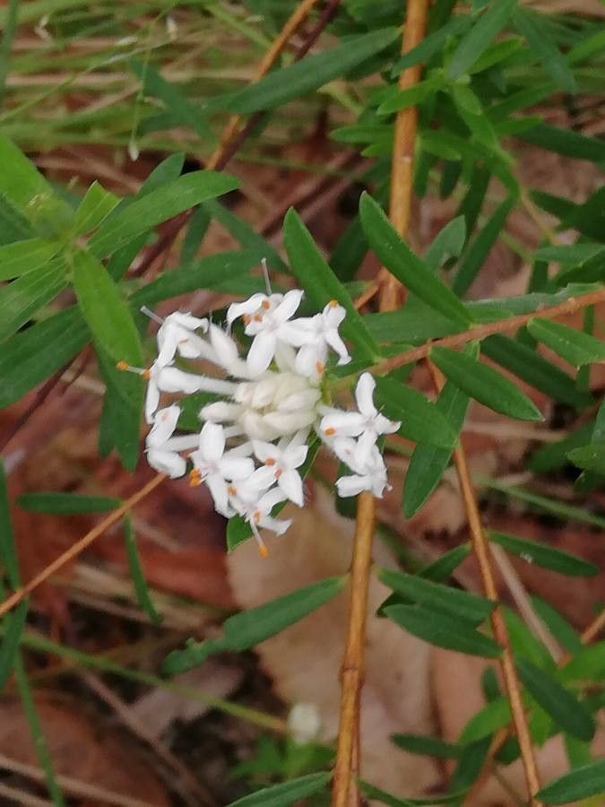 Pimelea humilis flower