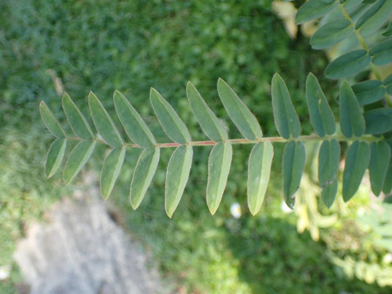 Astragalus alopecurus leaf