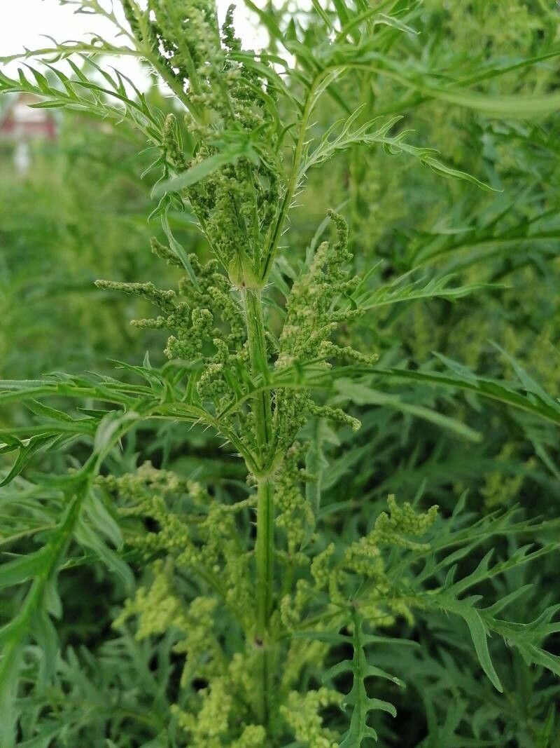 Urtica cannabina leaf