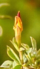 Lotus oliveirae — search result for 'Lotus'