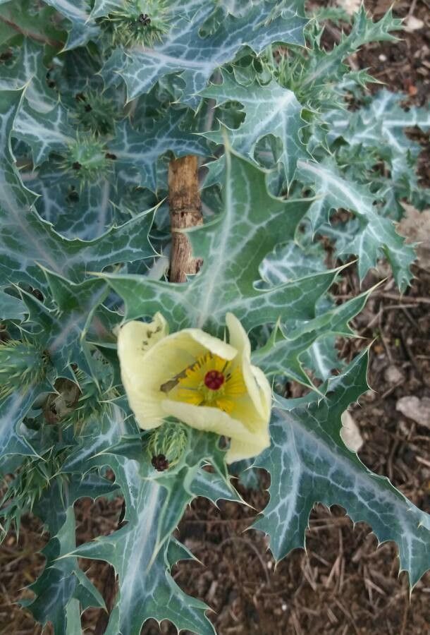 Argemone ochroleuca flower