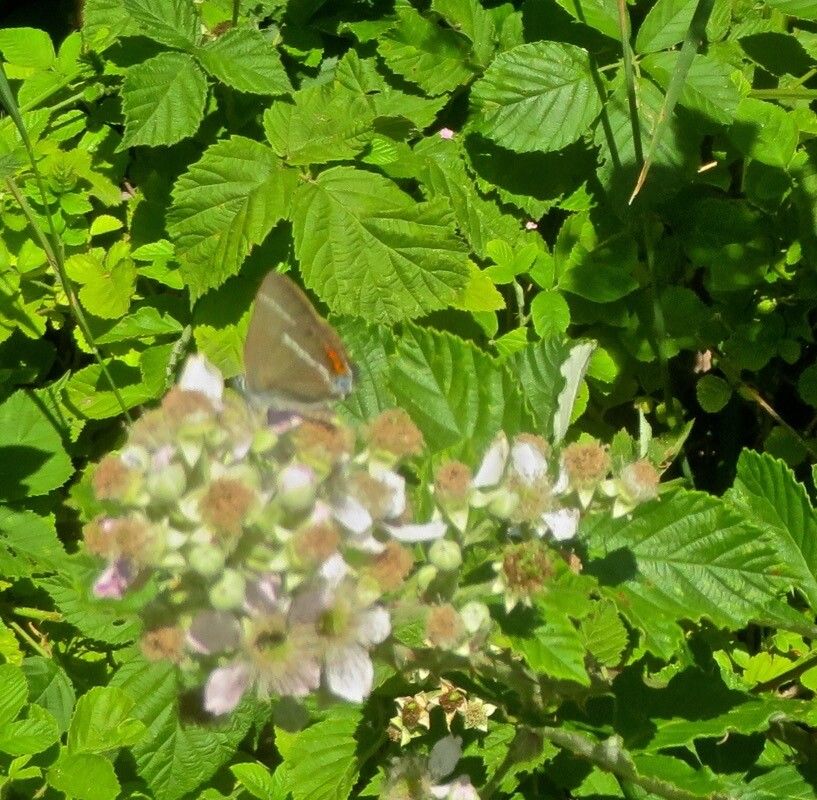 Rubus bipartitus — houseplant care guide