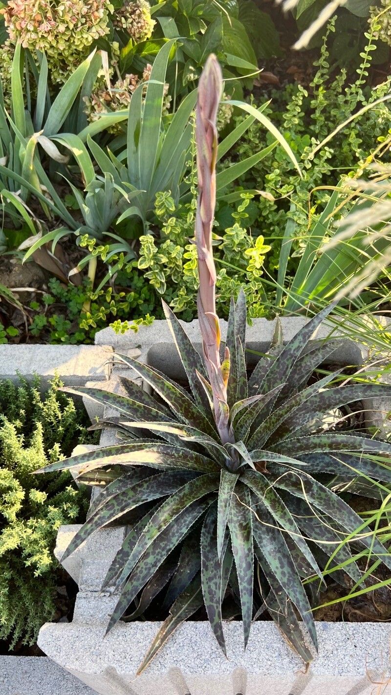 Agave maculata flower