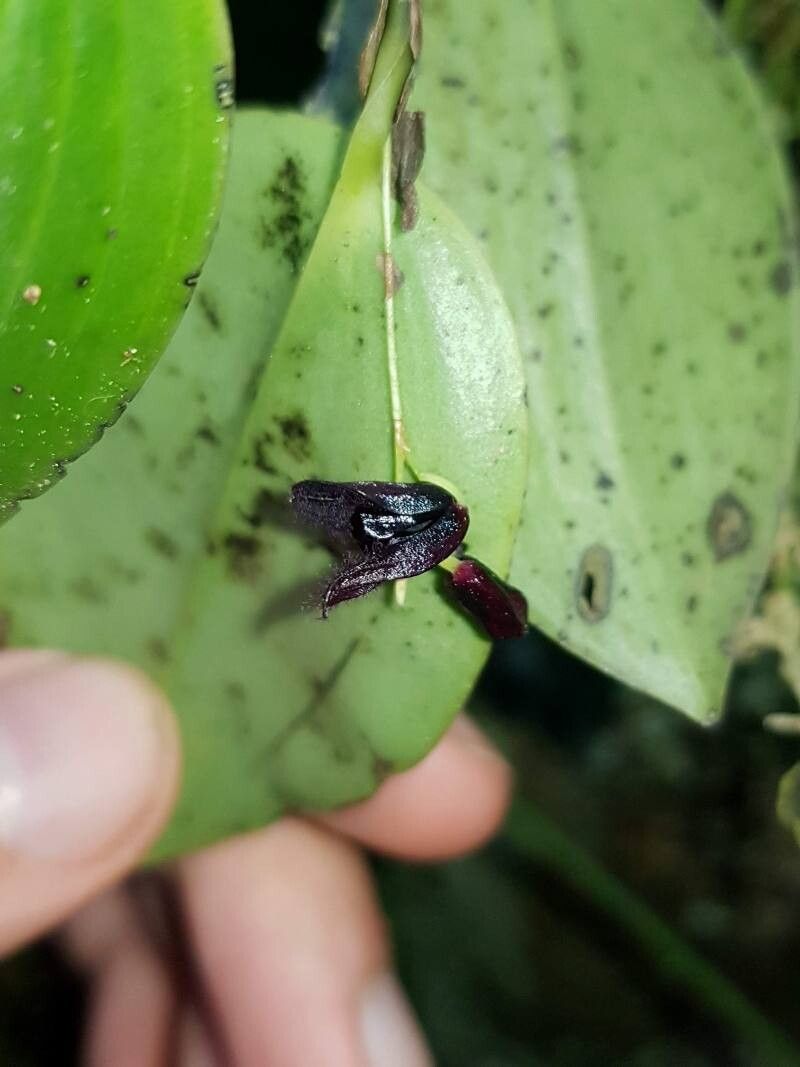 Stelis imraei flower