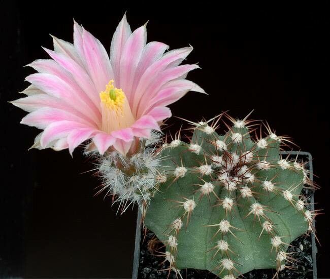 Echinocereus weinbergii — search result for 'Echinocereus'