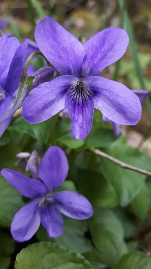 Viola × uechtritziana flower