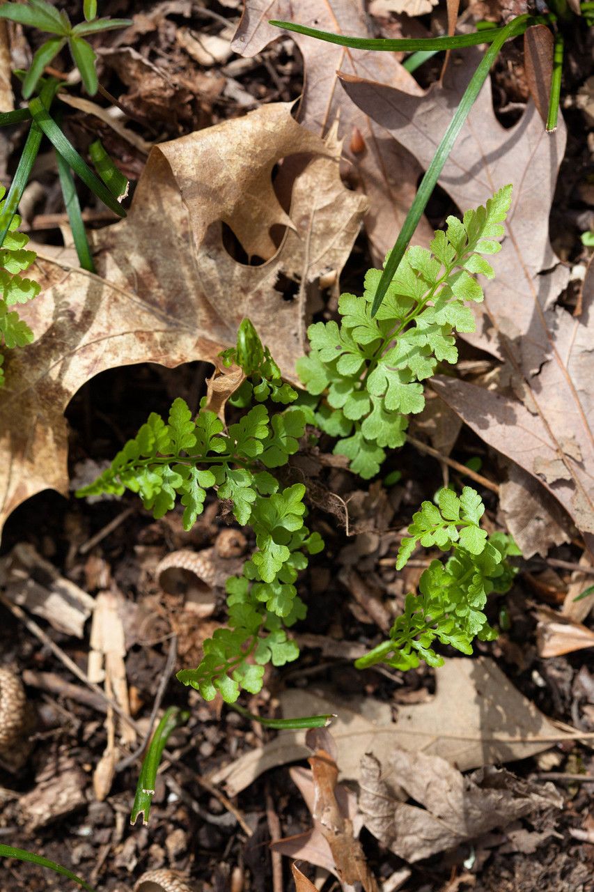 Cystopteris protrusa habit