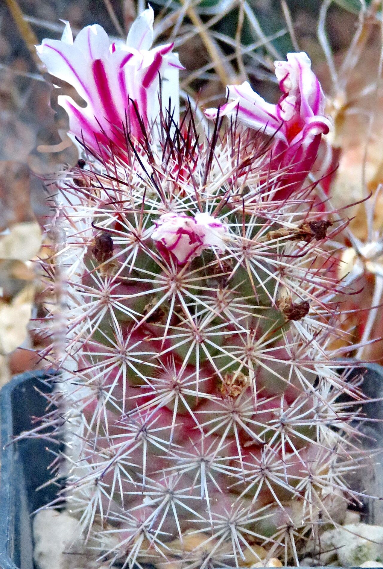 Cochemiea fraileana flower