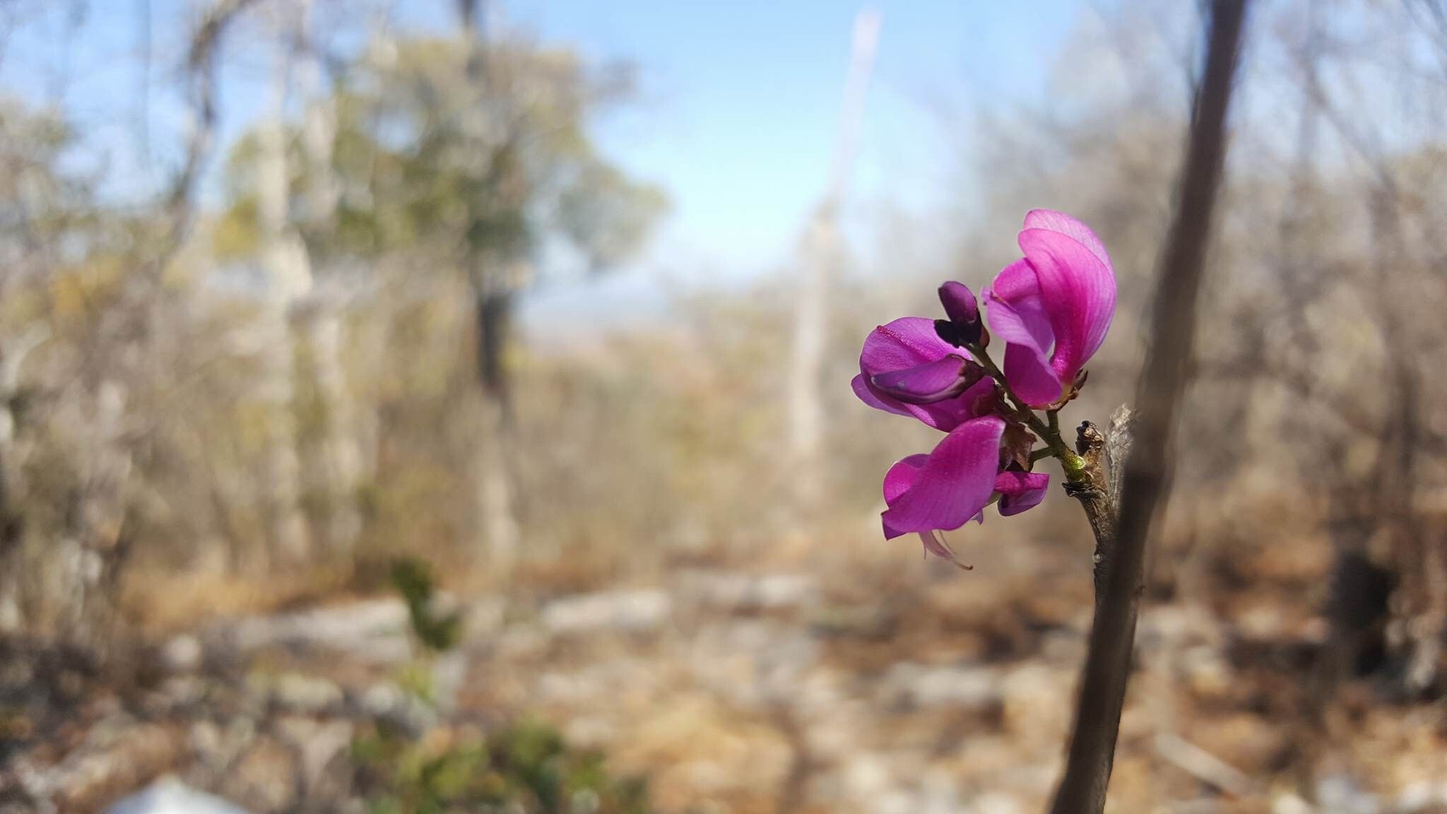 Indigofera dionaeifolia flower
