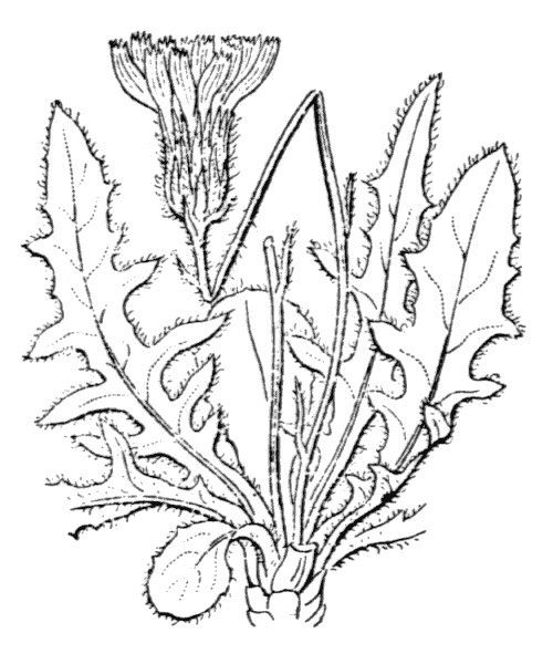 Hieracium rupestre other