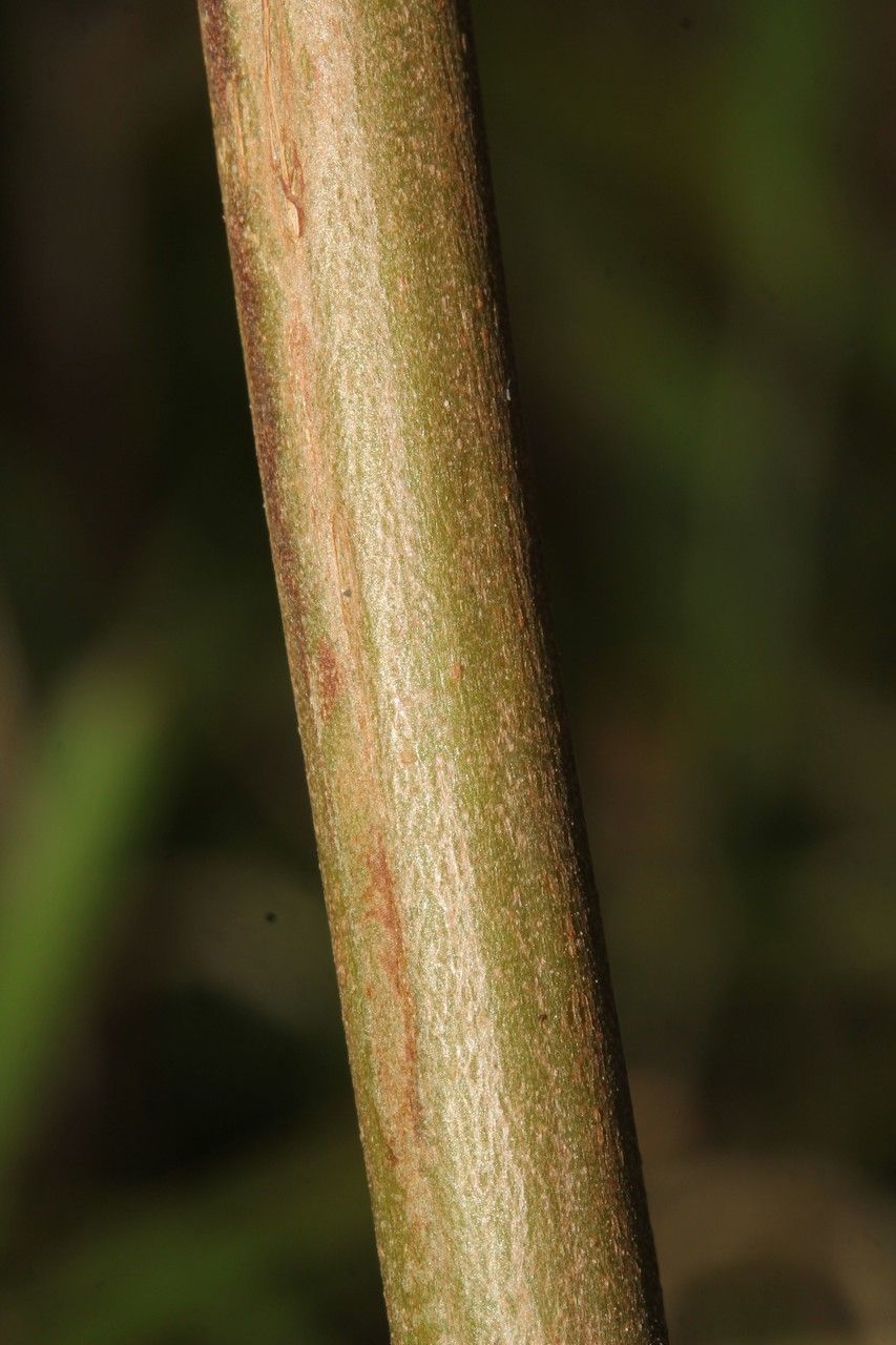 Clibadium surinamense bark