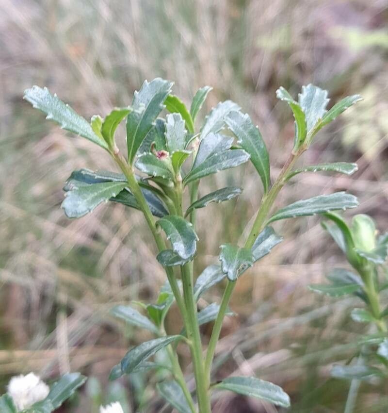 Baccharis neaei leaf
